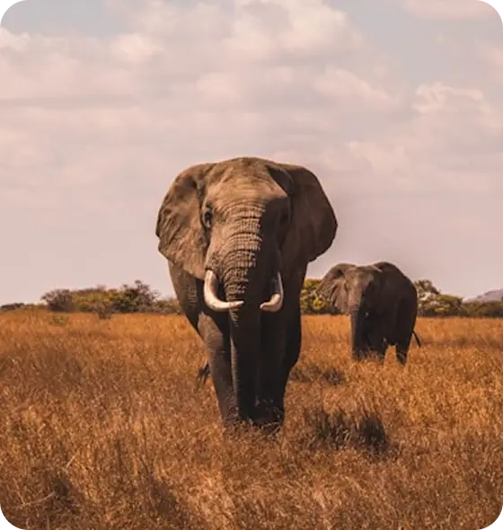 Safari